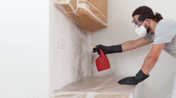 Professional Basement Mold Removal technician working in Glen Ellyn, IL