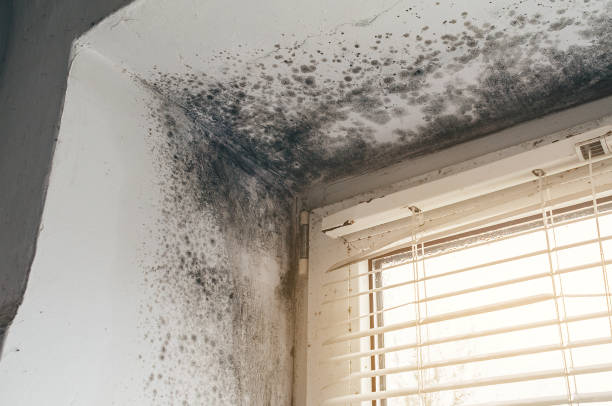 Affordable Basement Mold Removal solutions in Glen Ellyn, IL