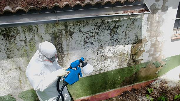 Top rated local Basement Mold Removal specialists in Glen Ellyn, IL